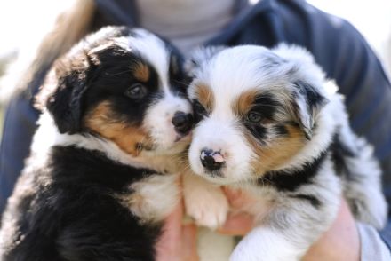 Australian Shepherd Welpen