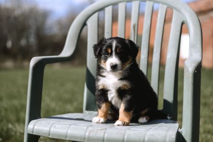Australian Shepherd Welpen