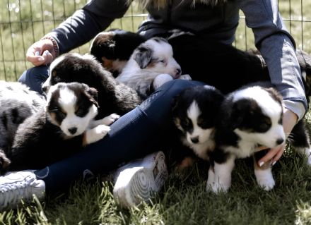 Australian Shepherd Welpen