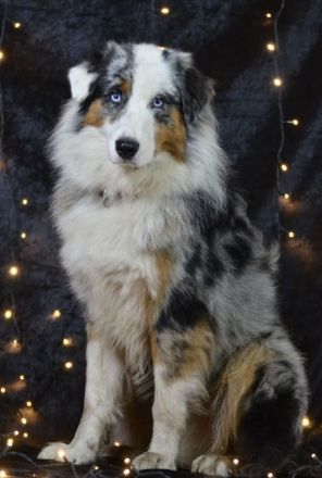 Australian Shepherd Welpen