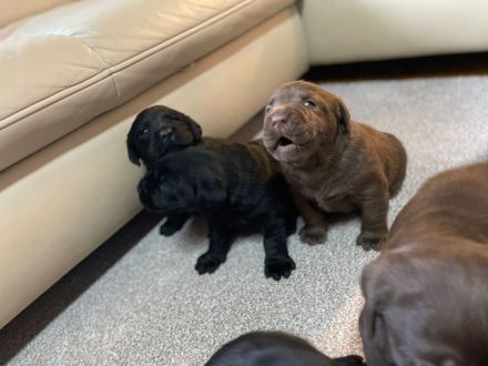 Labrador Welpen reinrassig