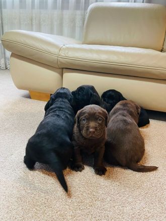 Labrador Welpen reinrassig