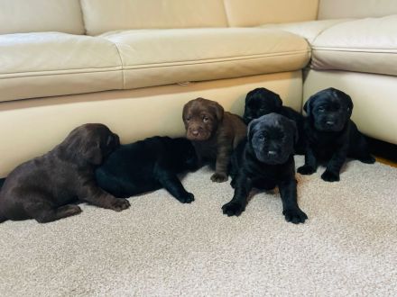Labrador Welpen reinrassig