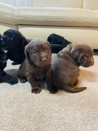 Labrador Welpen reinrassig