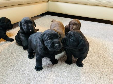 Labrador Welpen reinrassig