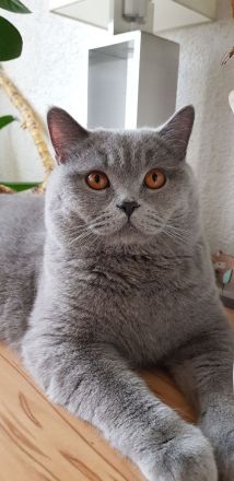 Reinrassiger BKH Deckkater mit bernsteinfarbenen Augen