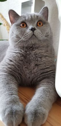 Reinrassiger BKH Deckkater mit bernsteinfarbenen Augen