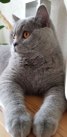 Reinrassiger BKH Deckkater mit bernsteinfarbenen Augen
