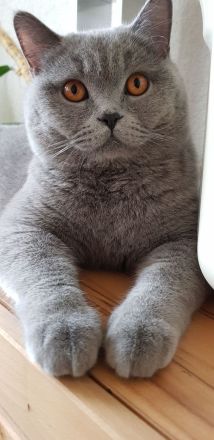 Reinrassiger BKH Deckkater mit bernsteinfarbenen Augen