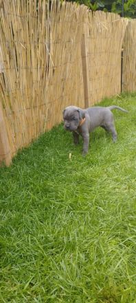 Cane Corso Welpen