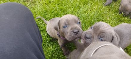 Cane Corso Welpen
