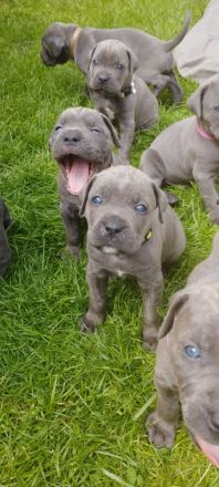 Cane Corso Welpen