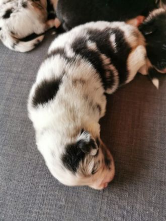 Reinrassige Australian Shepherd Welpen