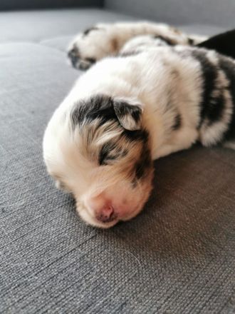 Reinrassige Australian Shepherd Welpen