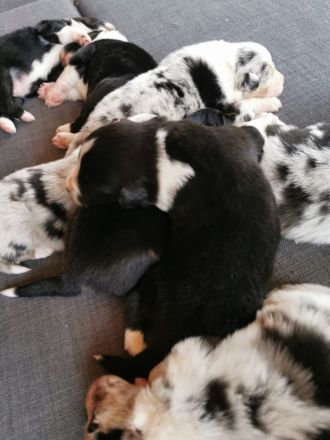 Reinrassige Australian Shepherd Welpen