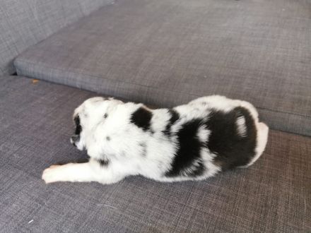 Reinrassige Australian Shepherd Welpen