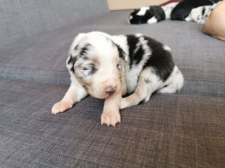 Reinrassige Australian Shepherd Welpen