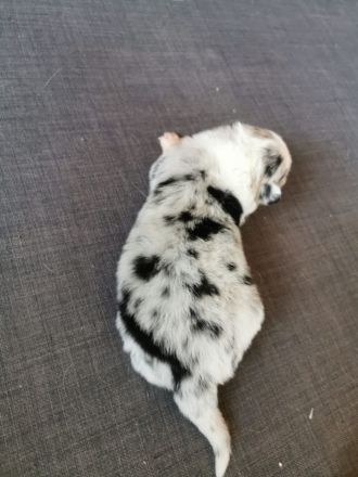 Reinrassige Australian Shepherd Welpen