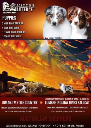 Reinrassige Australian Shepherd Welpen