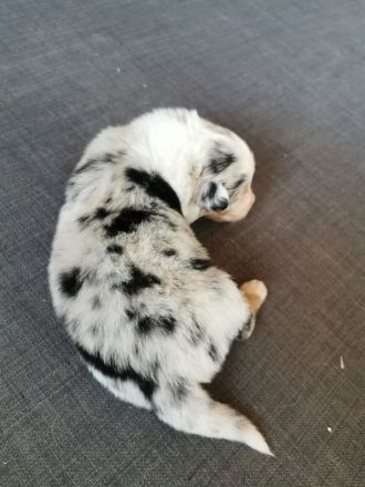 Reinrassige Australian Shepherd Welpen