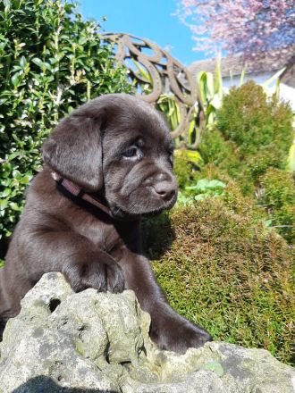 Labradorwelpen braun