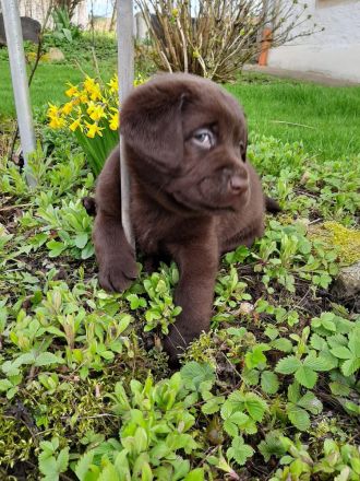 Labradorwelpen braun