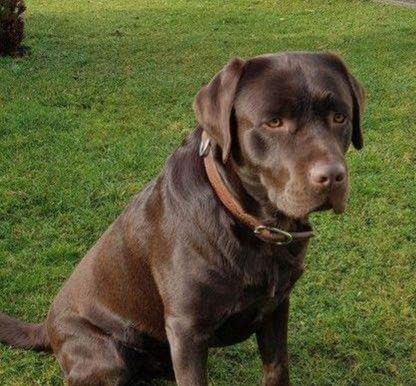 Labradorwelpen braun