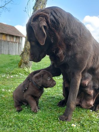 Labradorwelpen braun