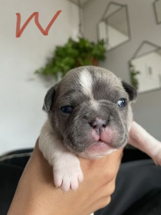 Französische Bulldogge welpen