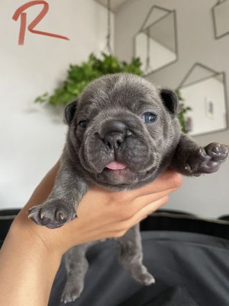 Französische Bulldogge welpen