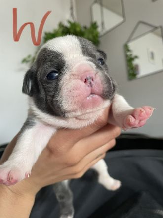 Französische Bulldogge welpen