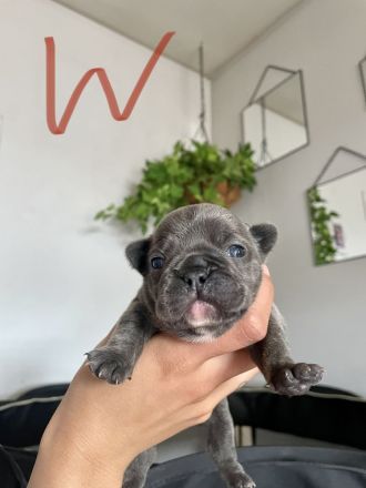 Französische Bulldogge welpen