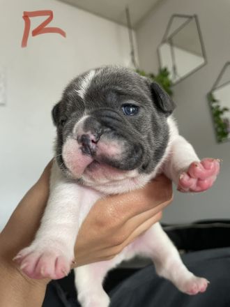 Französische Bulldogge welpen