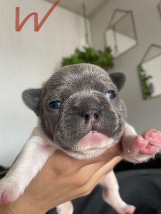 Französische Bulldogge welpen