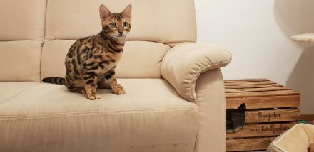 Bengal Zuchtkater mit Stammbaum (bisher unkastriert)
