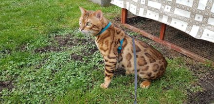 Bengal Zuchtkater mit Stammbaum (bisher unkastriert)