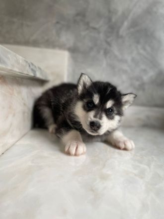 Siberian Husky Welpen