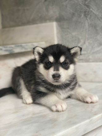 Siberian Husky Welpen