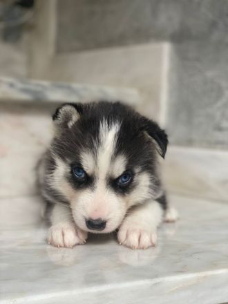 Siberian Husky Welpen