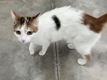 Carbón und Chica, FeLV positiv