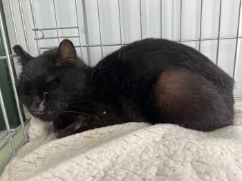 Carbón und Chica, FeLV positiv