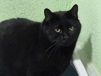 Carbón und Chica, FeLV positiv