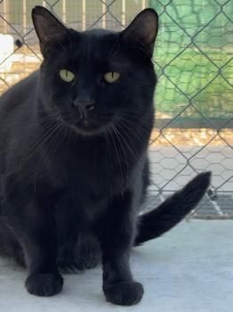 Carbón, FeLV positiv
