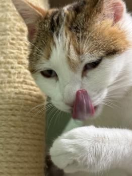 Carbón und Chica, FeLV positiv