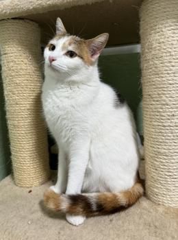 Carbón und Chica, FeLV positiv