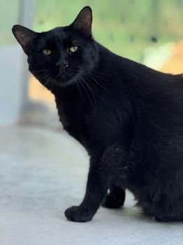 Carbón, FeLV positiv