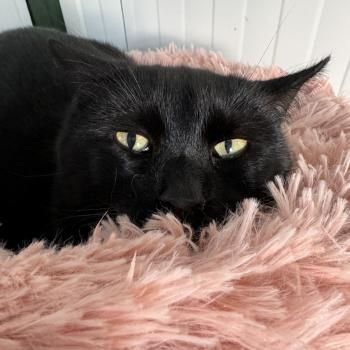 Carbón und Chica, FeLV positiv