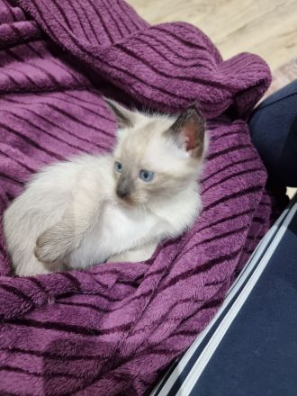 Süße Siam Kitten suchen neues zu Hause