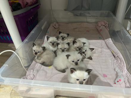 Süße Siam Kitten suchen neues zu Hause