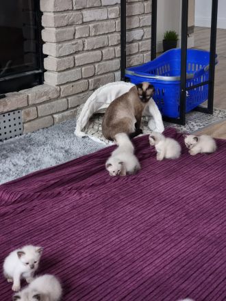 Süße Siam Kitten suchen neues zu Hause